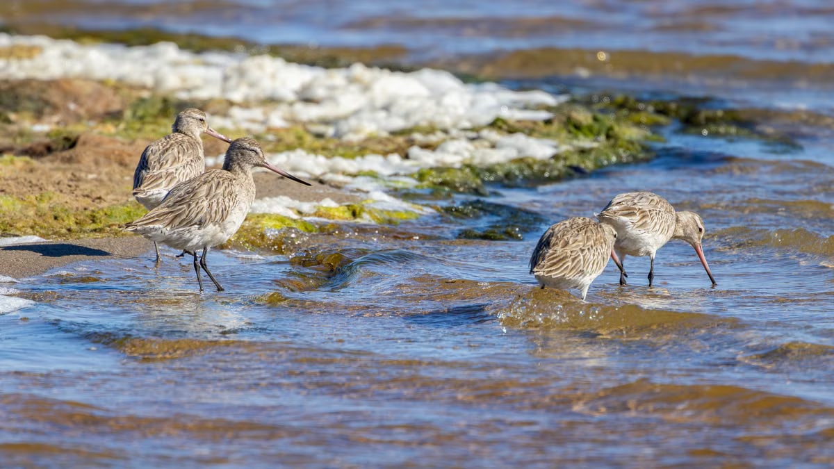 Bar-tailed godwits wading and foraging in a scenic coastal area in New South Wales, Australia.